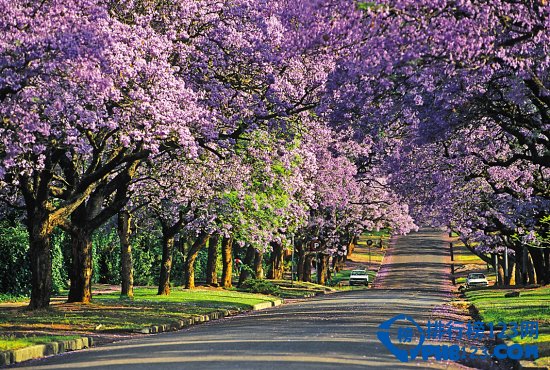 世界上最美的十大林荫隧道排行榜插图3