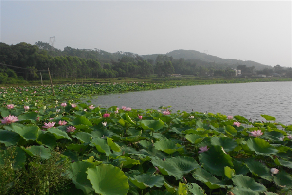 北海十大景区排行榜：外沙桥上榜，涠洲岛第一插图7