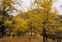 桂林十大最值得去的景点：东西巷上榜，第十有五彩石壁|爱分享