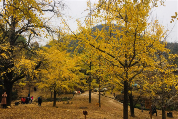 桂林十大最值得去的景点：东西巷上榜，第十有五彩石壁插图9