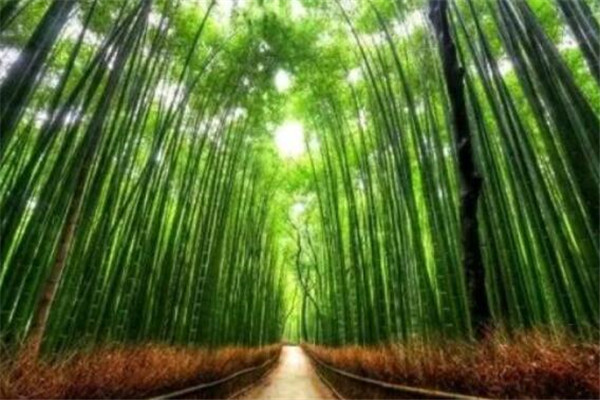 世界十大最美丽的森林 德国黑森林上榜，第四被誉为地球之肺插图4