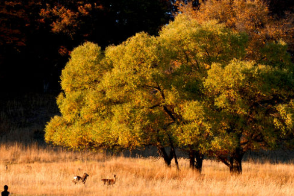 哈尔滨网红景点排行榜，平山神鹿旅游区、伏尔加庄园榜上有名插图2