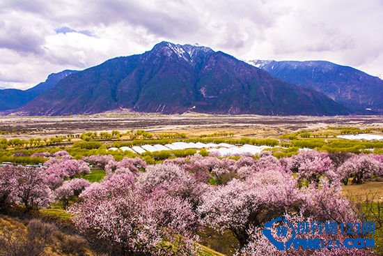 盘点2016中国最佳赏花十大圣地插图