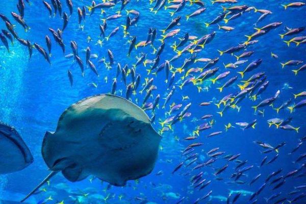 中国十大海洋馆 青岛上榜两家北京海洋馆珍稀动物多插图5