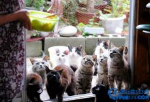 盘点爱猫人士必去的10大天堂 爱猫的你快来|爱分享