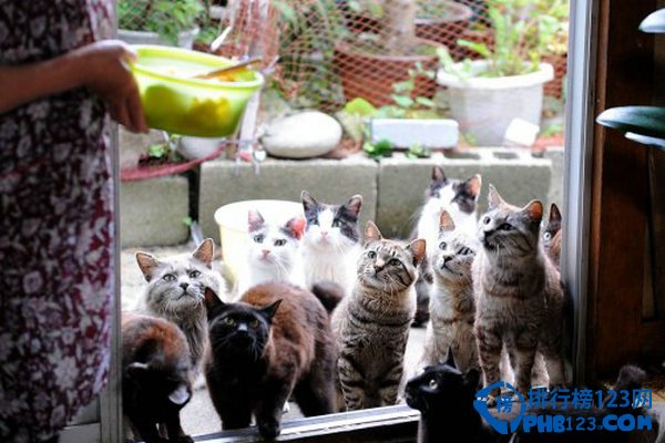 盘点爱猫人士必去的10大天堂 爱猫的你快来插图