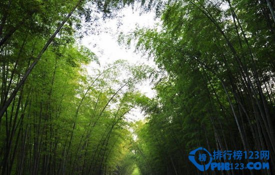 中国十大森林氧吧大盘点插图1