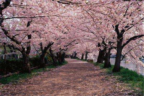 长沙十大最受好评景点 岳麓山排第一，最后一名是植物园插图9