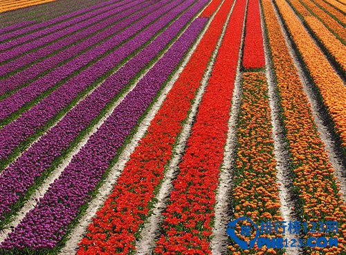 全球最美十大花海 超出你想象的极致美丽插图2