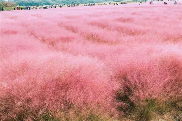 南通十大公园排行榜：滨江公园上榜，探趣绿廊第一插图