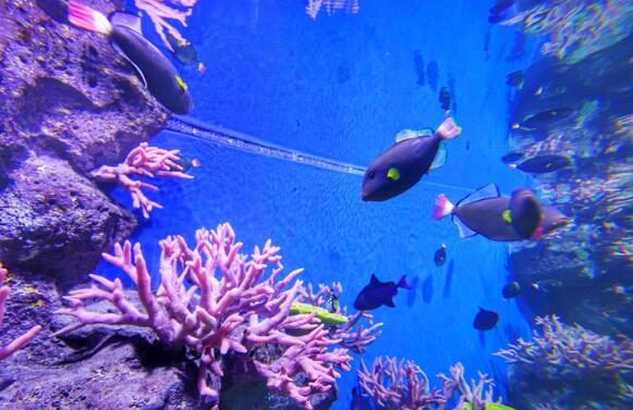 日照好玩的地方排行榜 东夷小镇上榜,第一有日照最好的沙滩插图7