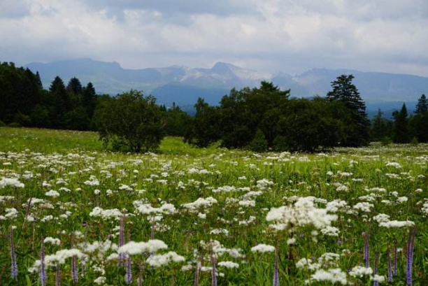 中国最美十大花海 让你享受最独特的浪漫插图7
