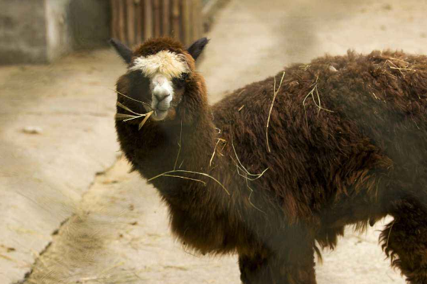 合肥十大网红景点：罍街上榜，它历史底蕴深厚插图9