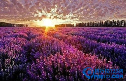 全球最美十大花海 超出你想象的极致美丽插图