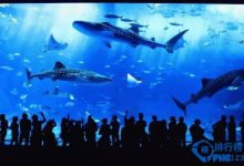 日本最值得去的十大水族馆|爱分享