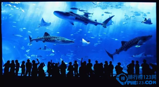 日本最值得去的十大水族馆插图9