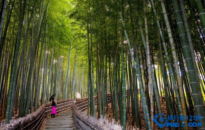 全球十大静美森林排行榜插图2