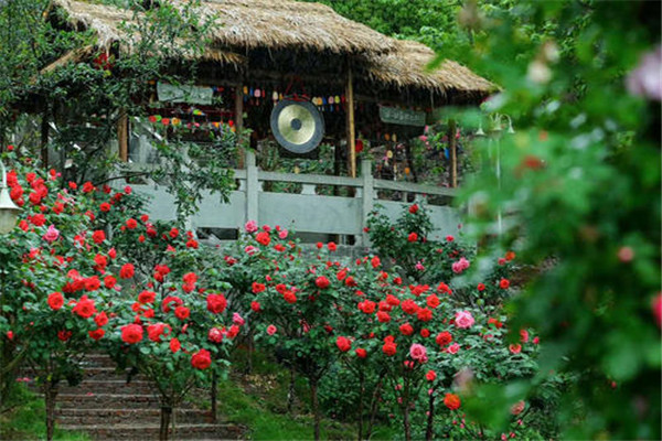 重庆十大热门动植物园:南山植物园上榜，第十在室内插图6