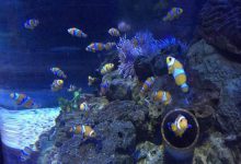 中国十大海洋馆 青岛上榜两家北京海洋馆珍稀动物多|爱分享