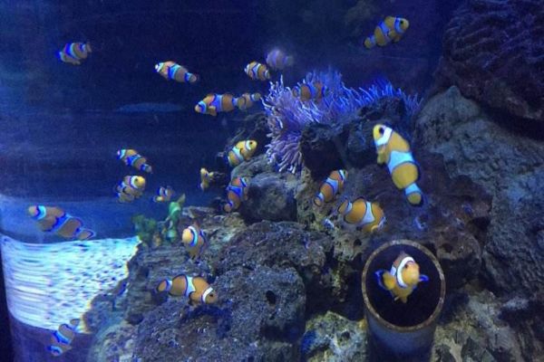 中国十大海洋馆 青岛上榜两家北京海洋馆珍稀动物多插图