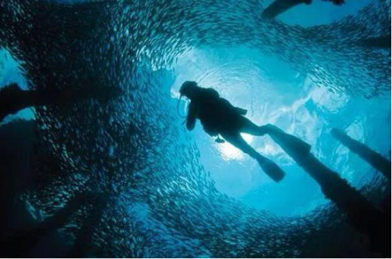 世界潜水胜地排名 魔鬼鱼村第三,椰子岛很是凶险插图3