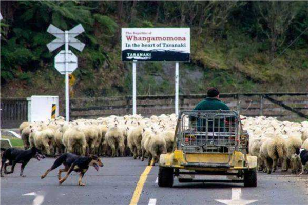 新西兰消费最便宜的5个小镇 怀普风光优美图朗伊适合垂钓插图1