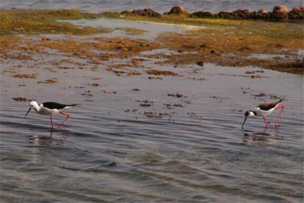 嘉义最好玩的地方推荐 嘉义好玩的地方排行榜插图6