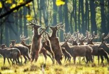 盐城好玩的地方排行榜 水街必去，荷兰花海带你体验异国情调|爱分享
