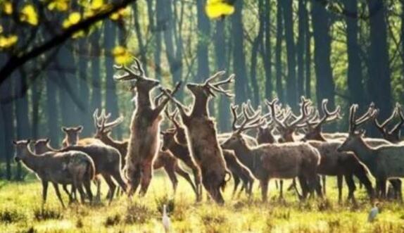 盐城好玩的地方排行榜 水街必去，荷兰花海带你体验异国情调插图8