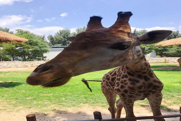 中国十大最受欢迎动物园 广州长隆野生动物世界上榜插图1