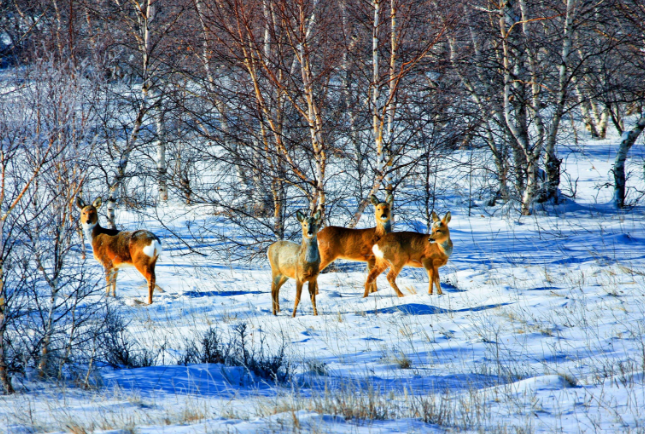 内蒙古冬季旅游景点 领略别样的蒙古景色插图3