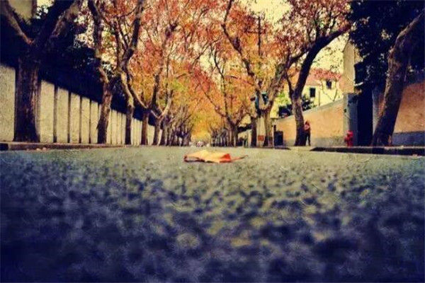 上海秋景最美的地方 美哭，你去过几条插图