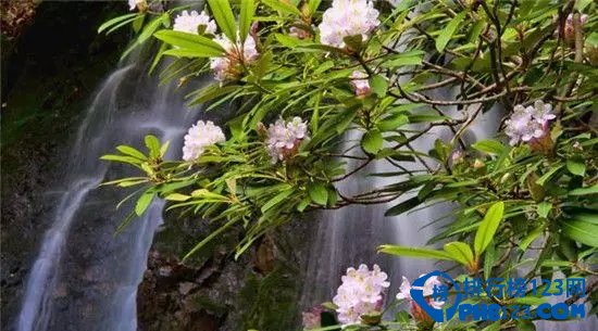 美国十大野花观赏地排行榜插图5