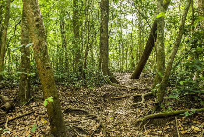 世界最美十大热带雨林 带你走进神秘的大自然插图9