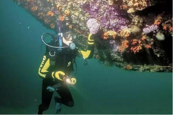 世界潜水胜地排名 魔鬼鱼村第三,椰子岛很是凶险插图8