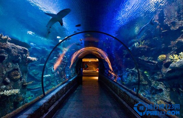 世界八大鲨笼潜水胜地大盘点插图6