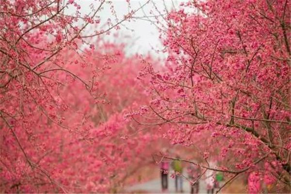 郴州十大风景名胜排名：高椅岭上榜，第四草原景色插图7