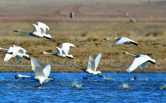 东营好玩的地方排行榜 东营十大最好玩的地方推荐插图6