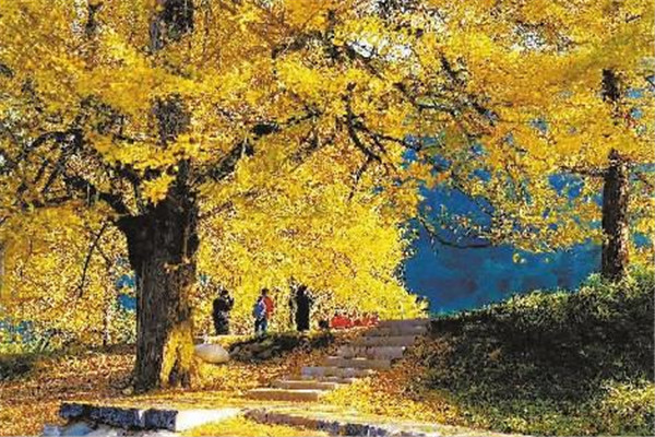 永州十大旅游景点:桐子坳景区上榜 千家峒大泊水瀑布风景如画插图9