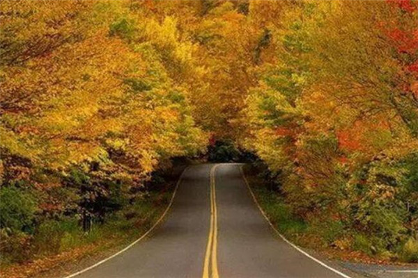 世界最美的十大树隧道 乌克兰爱的隧道一定要去插图7