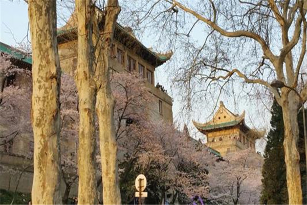 武汉十大冬季旅游好去处：归元寺第四，第六冬季赏茶花插图8