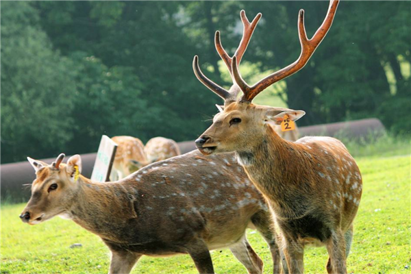 哈尔滨免费景区排名 二龙山风景区与太阳岛风景区景色优美插图2