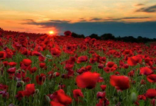 世界十大最美花海：郁金香花海上榜，第九迷人又危险|爱分享