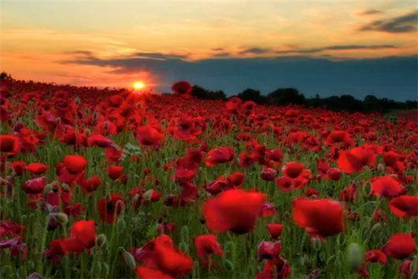 世界十大最美花海：郁金香花海上榜，第九迷人又危险插图8