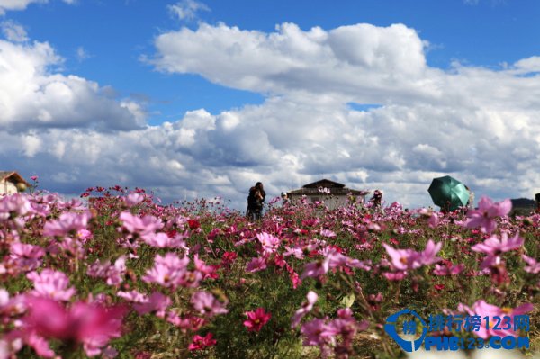 盘点2016中国最佳赏花十大圣地插图8
