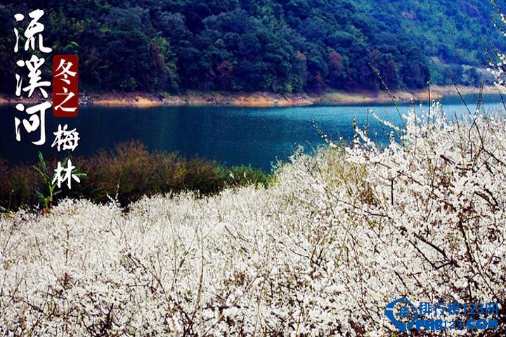 中国最美丽的十大梅园插图