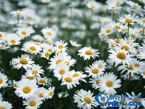 全球最美十大花海 超出你想象的极致美丽插图7