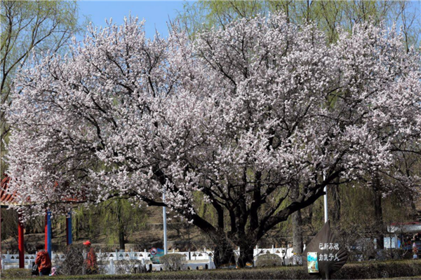 哈尔滨免费景区排名 二龙山风景区与太阳岛风景区景色优美插图8