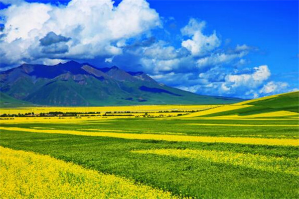 世界最著名的十大花海:普罗旺斯薰衣草园超浪漫 第10看油菜花插图9