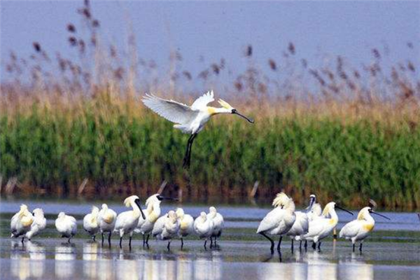 上海十大冬季旅游好去处：豫园上榜，它是动物的美丽家园插图6